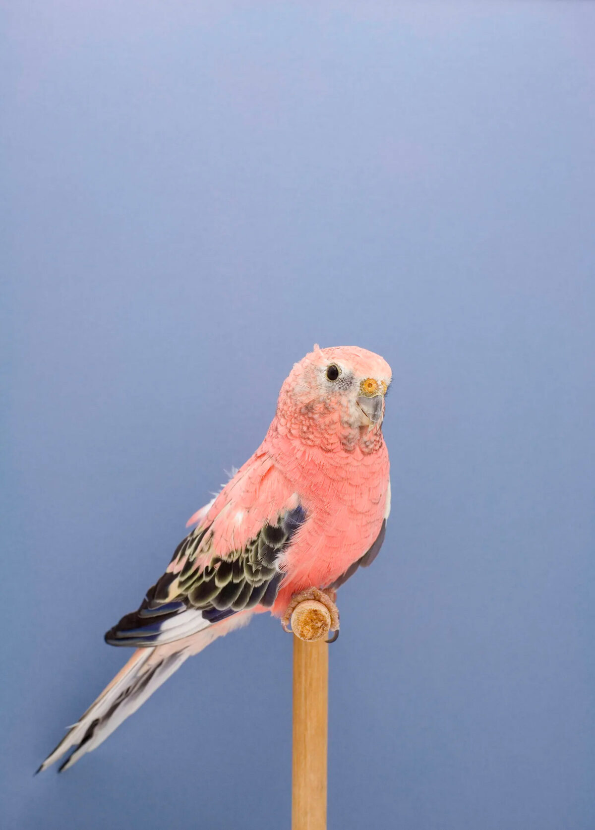 An Incomplete Dictionary Of Show Birds A Minimalist Bird Photography Series By Luke Stephenson (2)