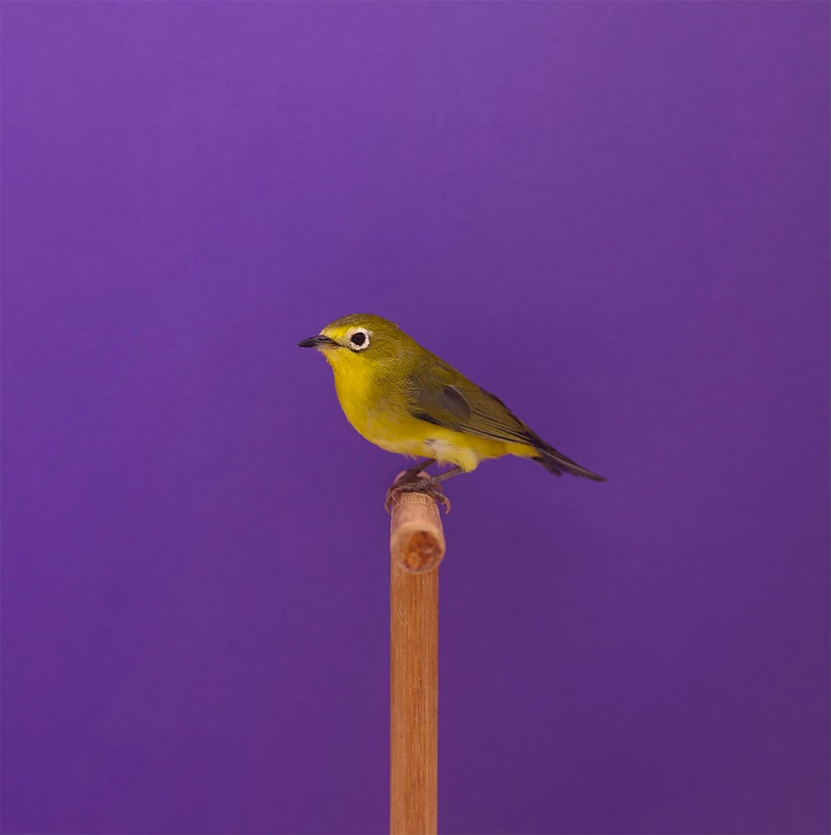 An Incomplete Dictionary Of Show Birds A Minimalist Bird Photography Series By Luke Stephenson (20)