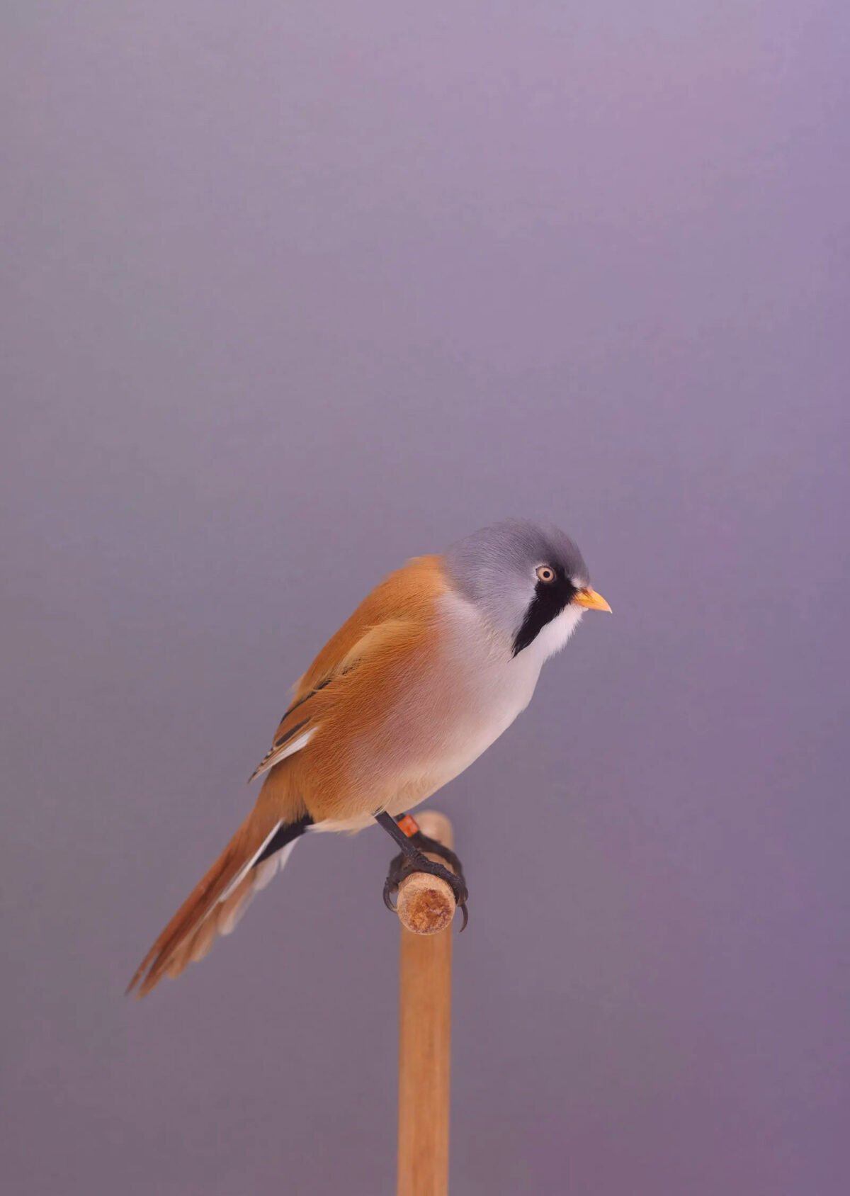 An Incomplete Dictionary Of Show Birds A Minimalist Bird Photography Series By Luke Stephenson (4)