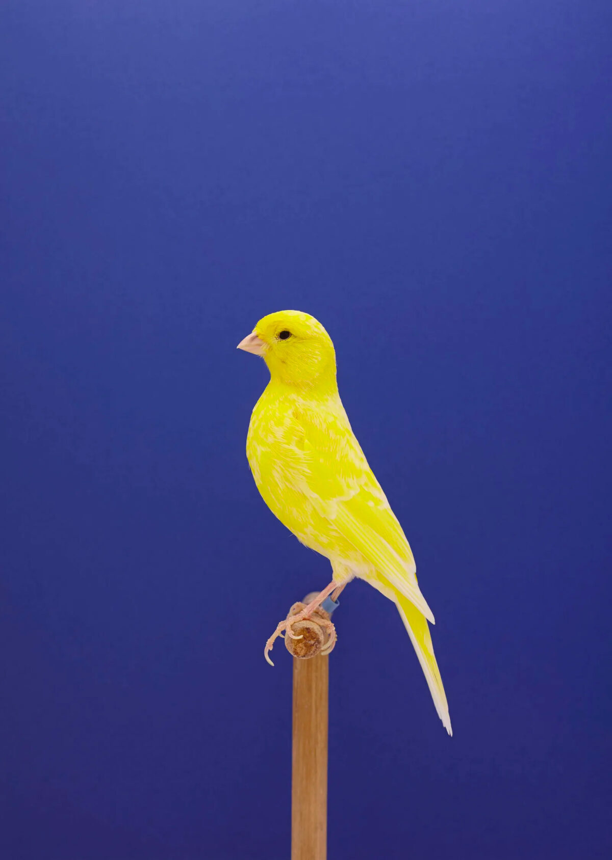 An Incomplete Dictionary Of Show Birds A Minimalist Bird Photography Series By Luke Stephenson (5)