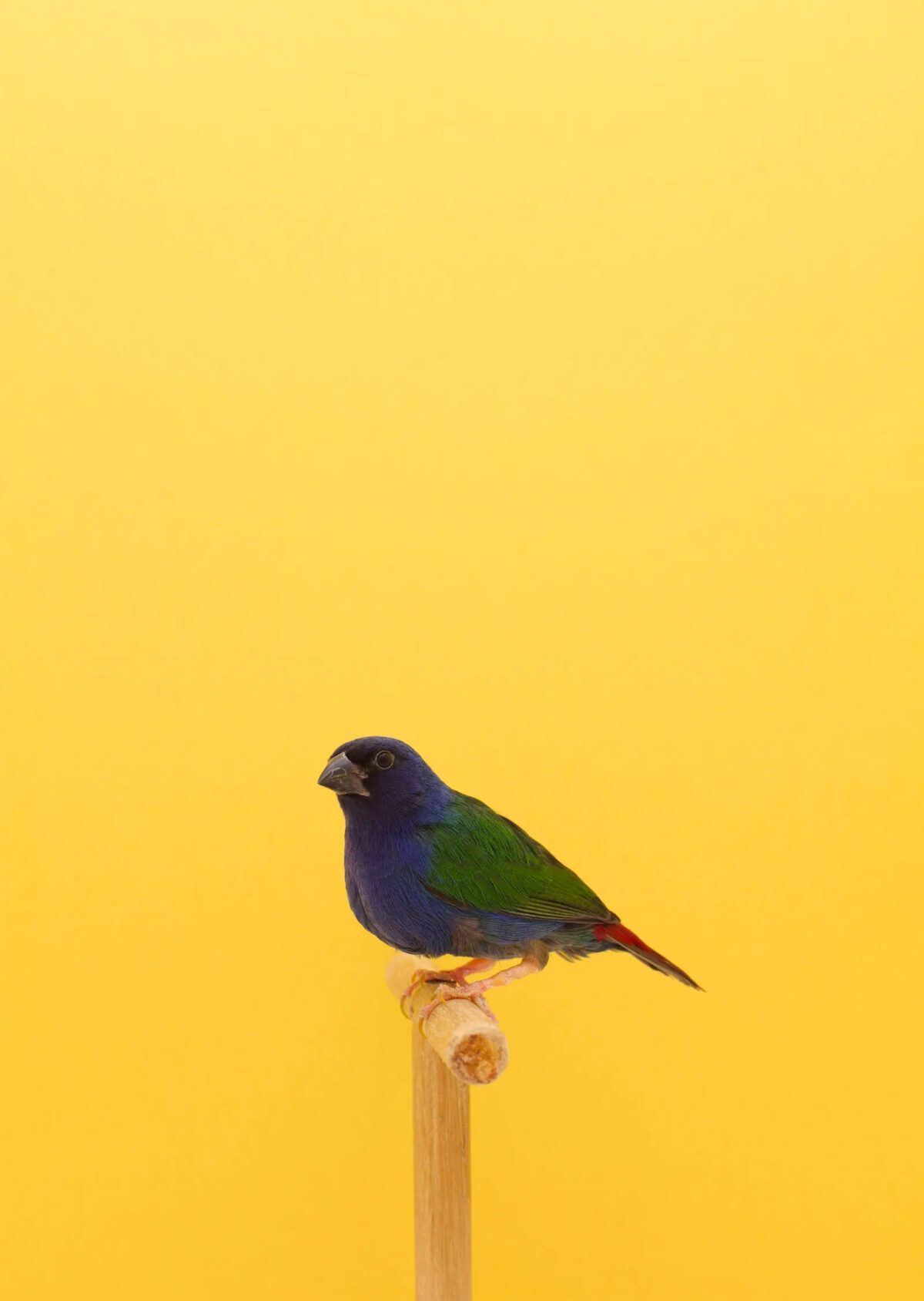 An Incomplete Dictionary Of Show Birds A Minimalist Bird Photography Series By Luke Stephenson (6)