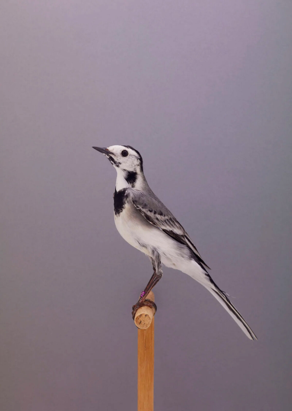 An Incomplete Dictionary Of Show Birds A Minimalist Bird Photography Series By Luke Stephenson (7)