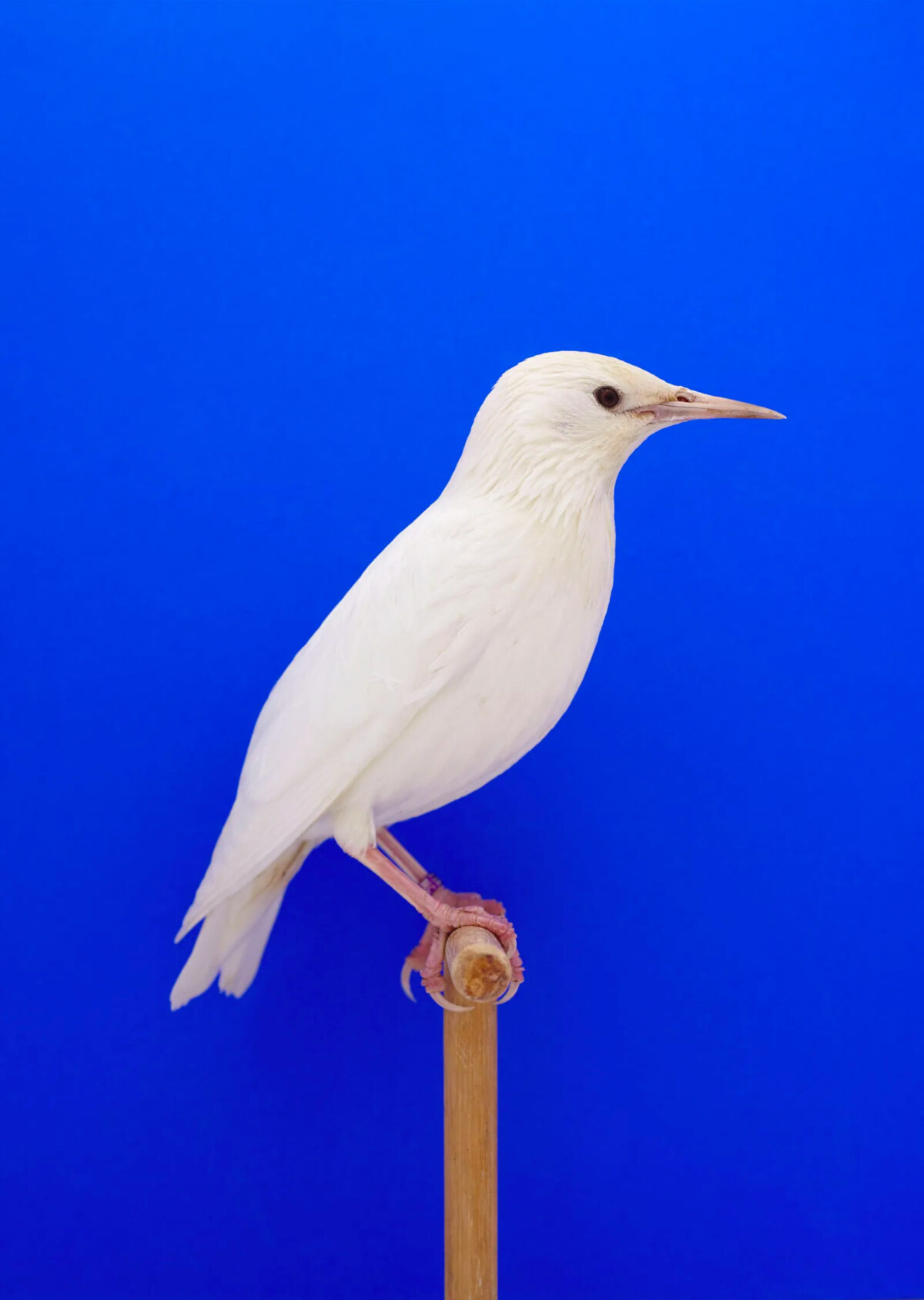 An Incomplete Dictionary Of Show Birds A Minimalist Bird Photography Series By Luke Stephenson (8)