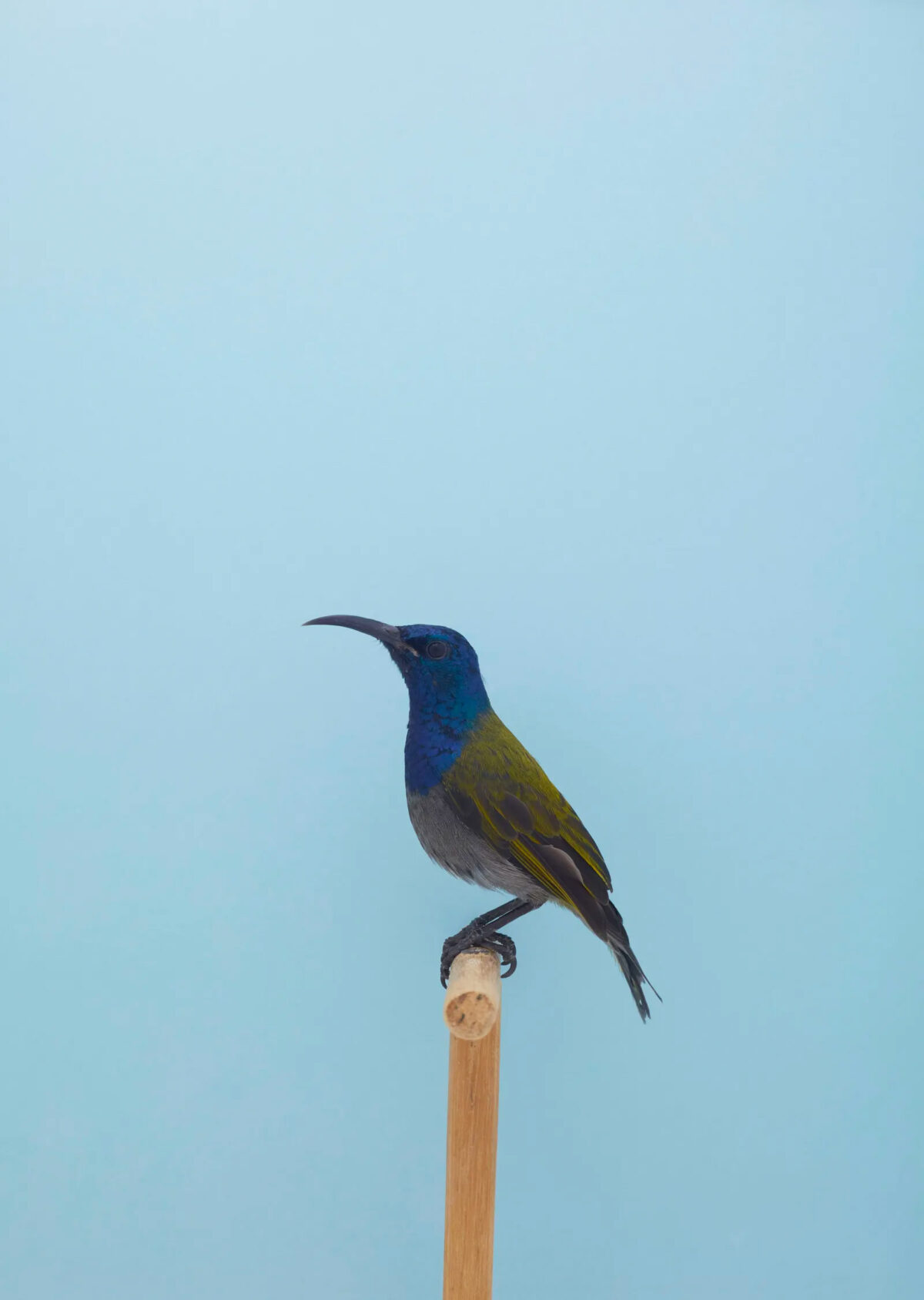 An Incomplete Dictionary Of Show Birds A Minimalist Bird Photography Series By Luke Stephenson (9)
