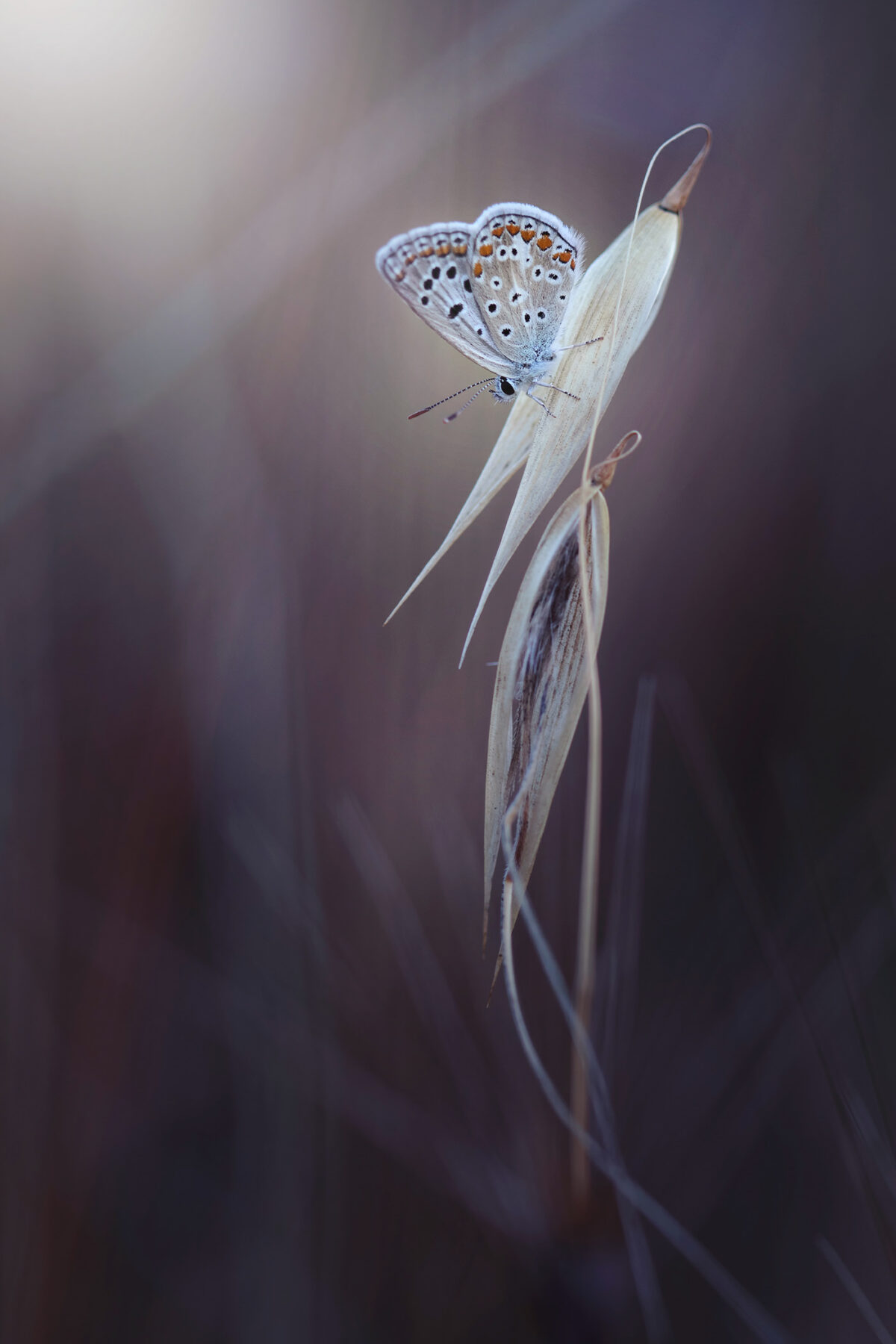 Fascinating Insect Photography Series By Maria Luisa Milla Moreno (11)