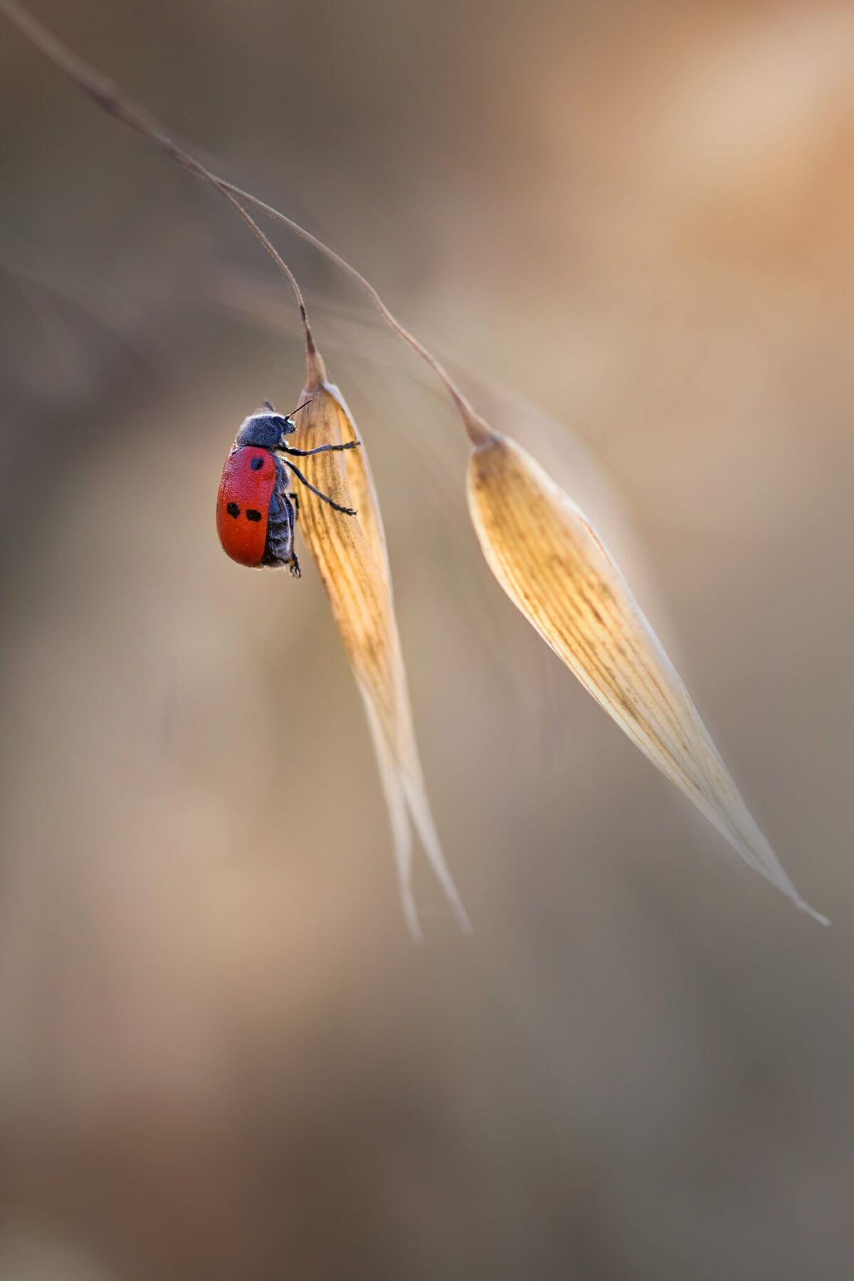 Fascinating Insect Photography Series By Maria Luisa Milla Moreno (3)