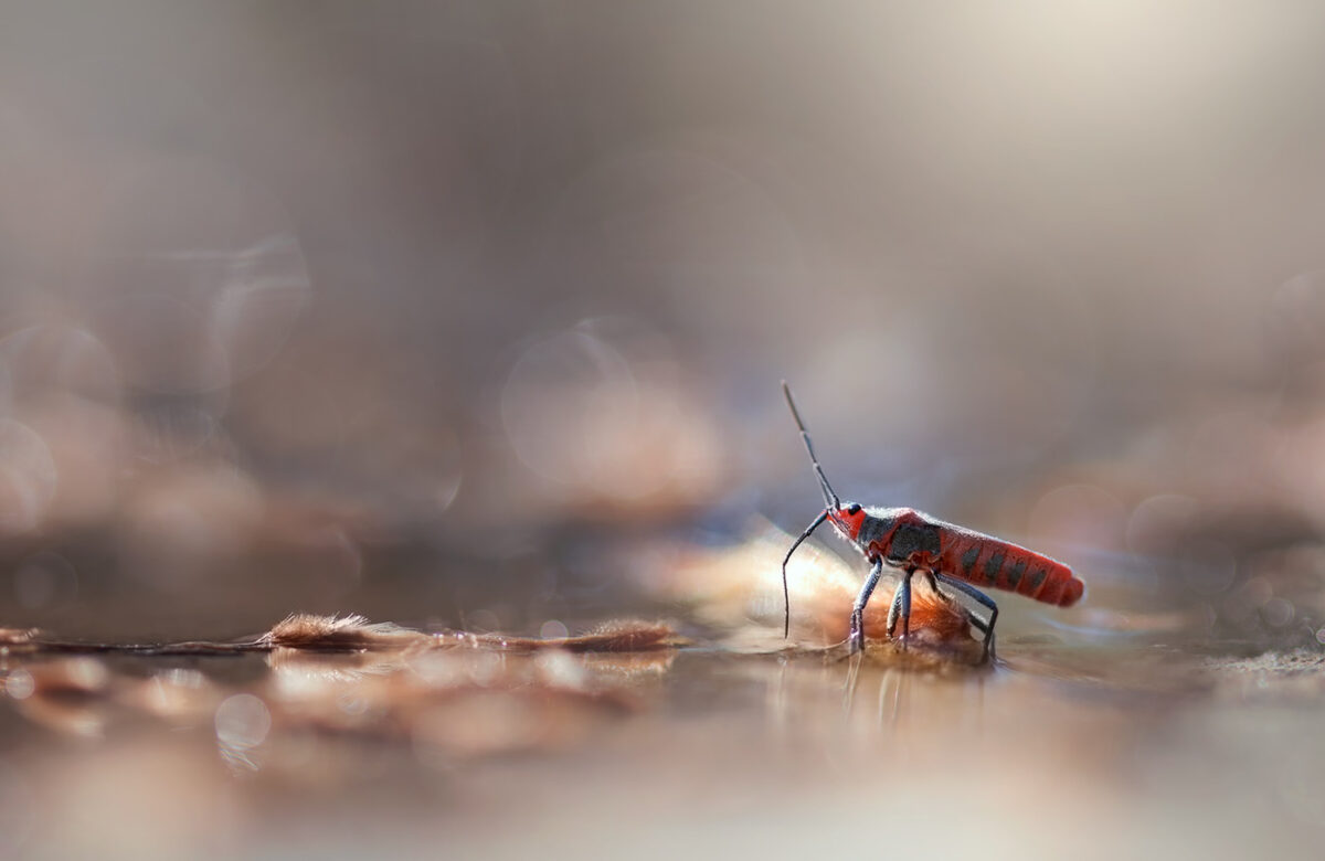 Fascinating Insect Photography Series By Maria Luisa Milla Moreno (4)