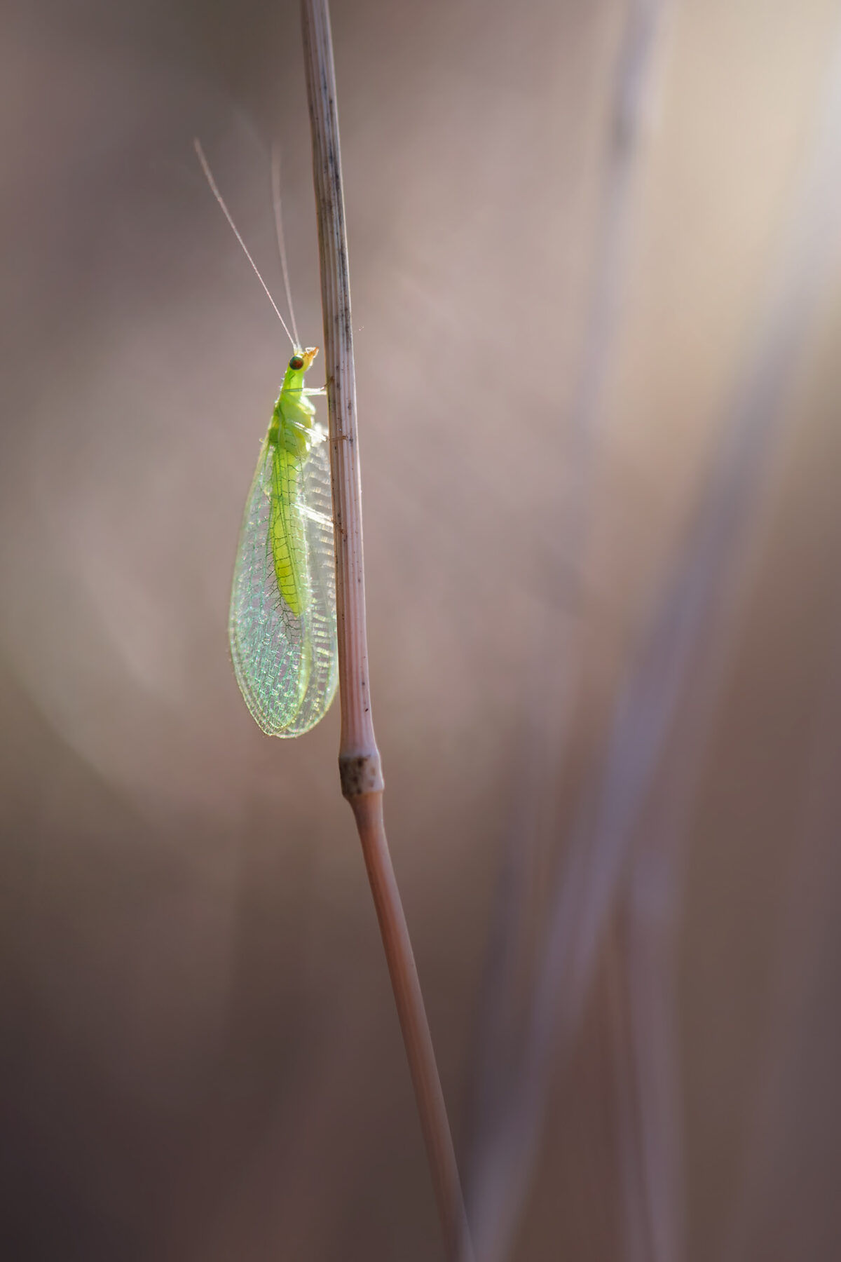 Fascinating Insect Photography Series By Maria Luisa Milla Moreno (5)