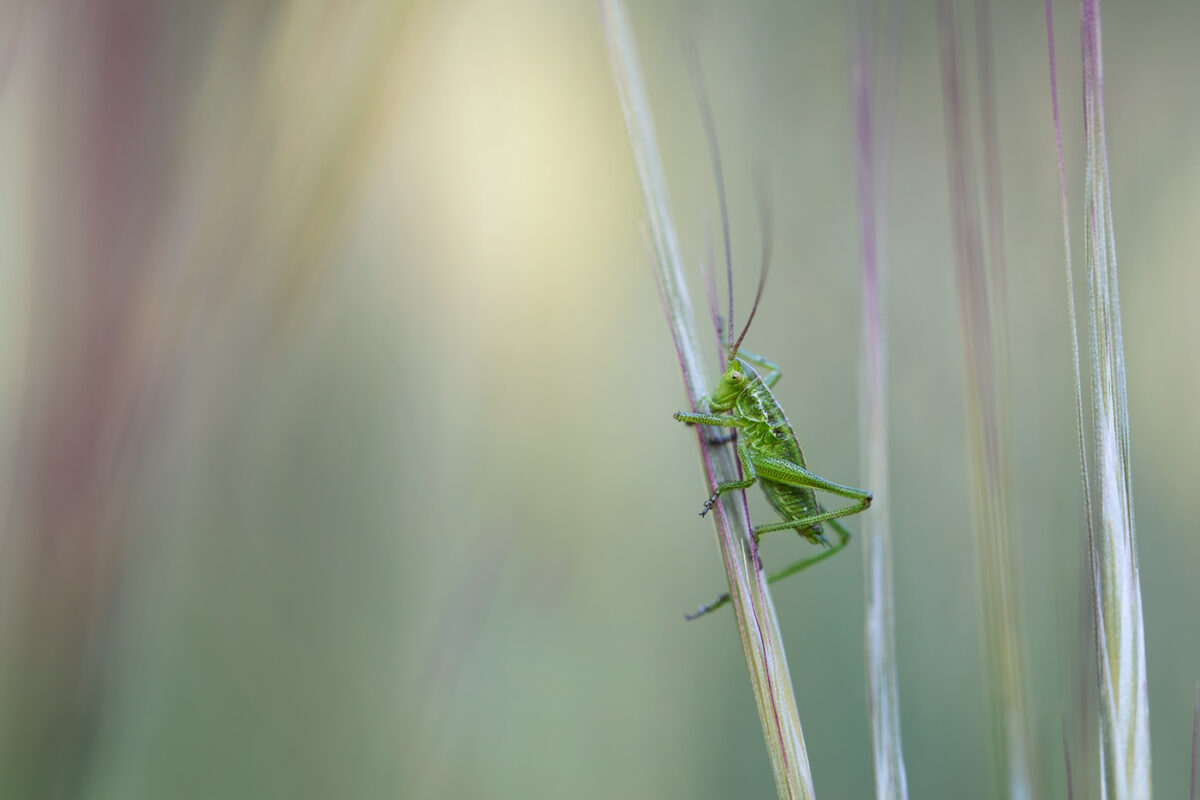 Fascinating Insect Photography Series By Maria Luisa Milla Moreno (7)