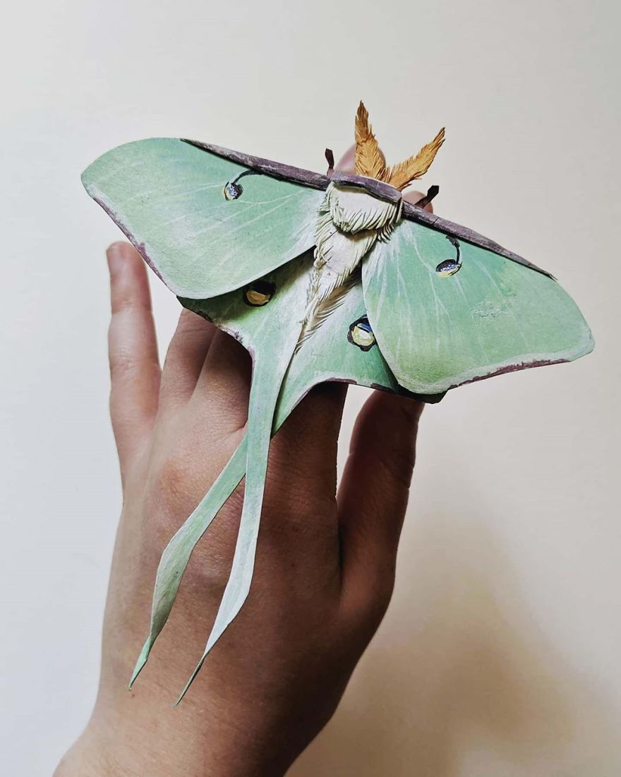 Intricate Paper Sculptures Of Butterflies And Beetles By Kerilynn Wilson (10)