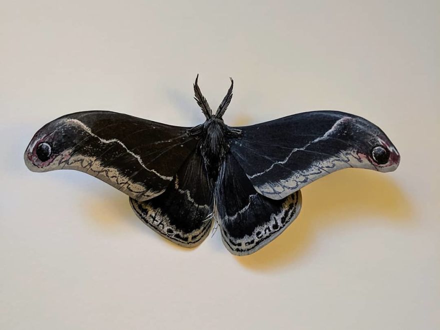 Intricate Paper Sculptures Of Butterflies And Beetles By Kerilynn Wilson (4)