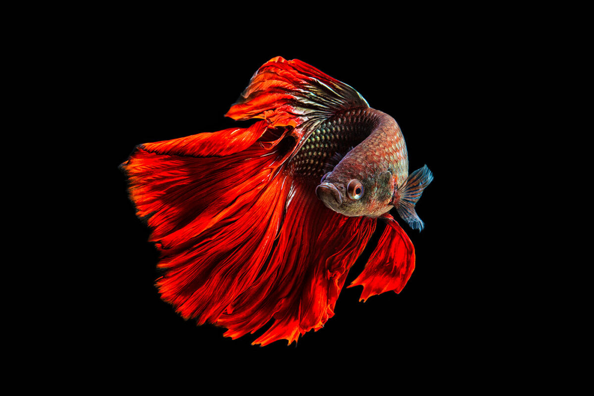 Marvelous Betta Fish Photography By Andi Halil (1)