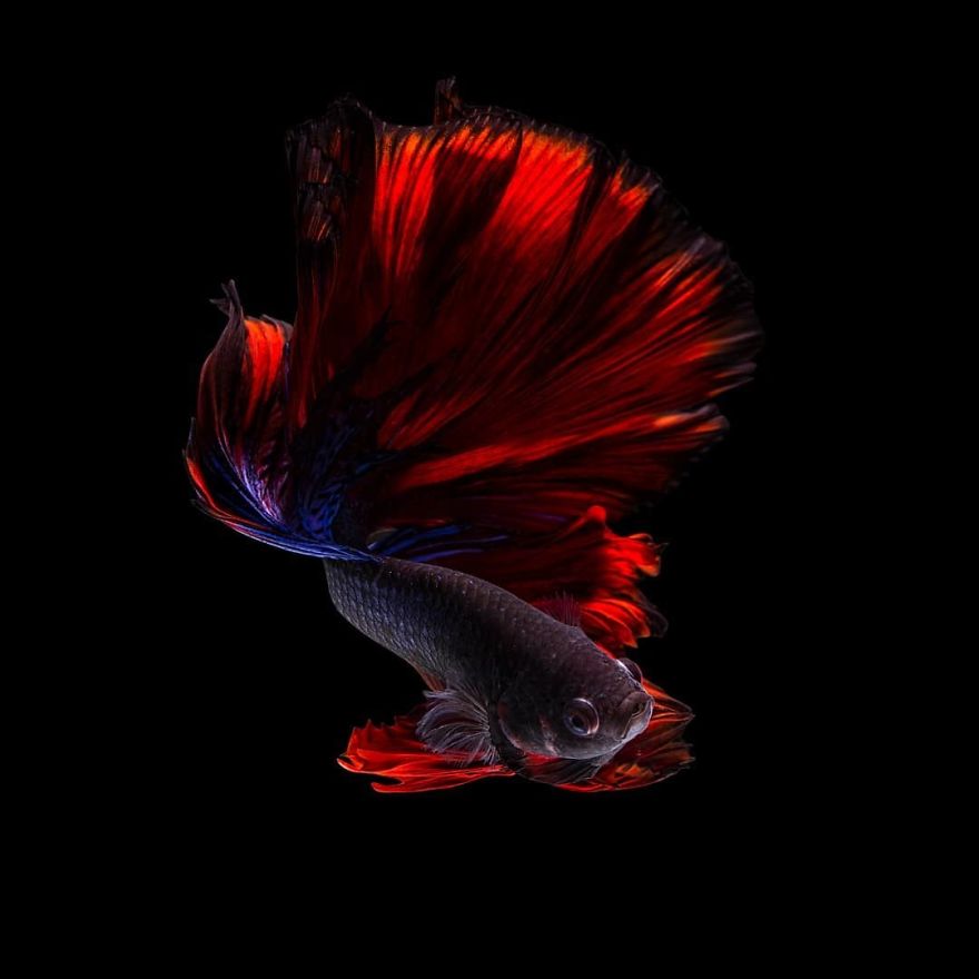 Marvelous Betta Fish Photography By Andi Halil (11)