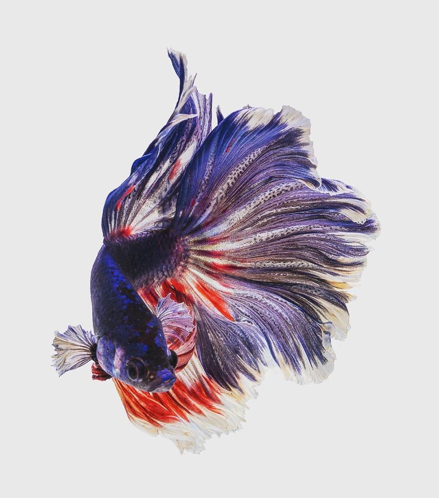 Marvelous Betta Fish Photography By Andi Halil (13)