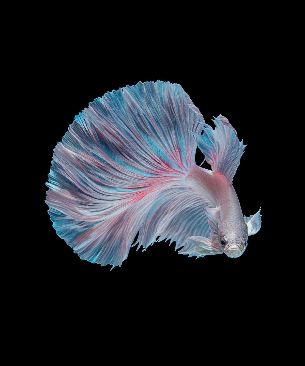 Marvelous Betta Fish Photography By Andi Halil (15)