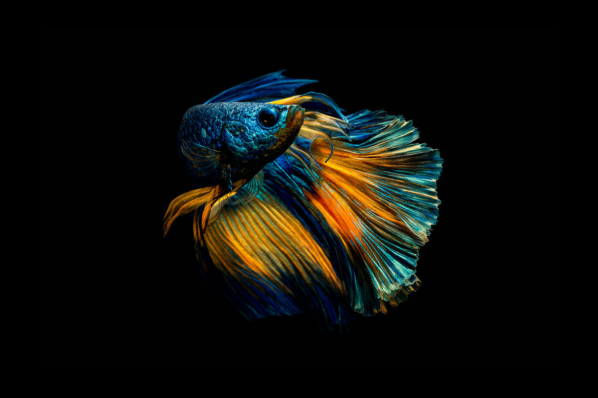 Marvelous betta fish photography by Andi Halil