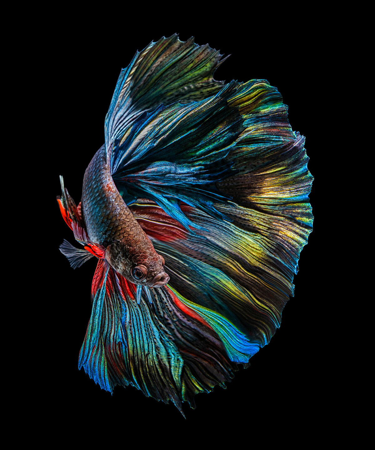 Marvelous Betta Fish Photography By Andi Halil (3)