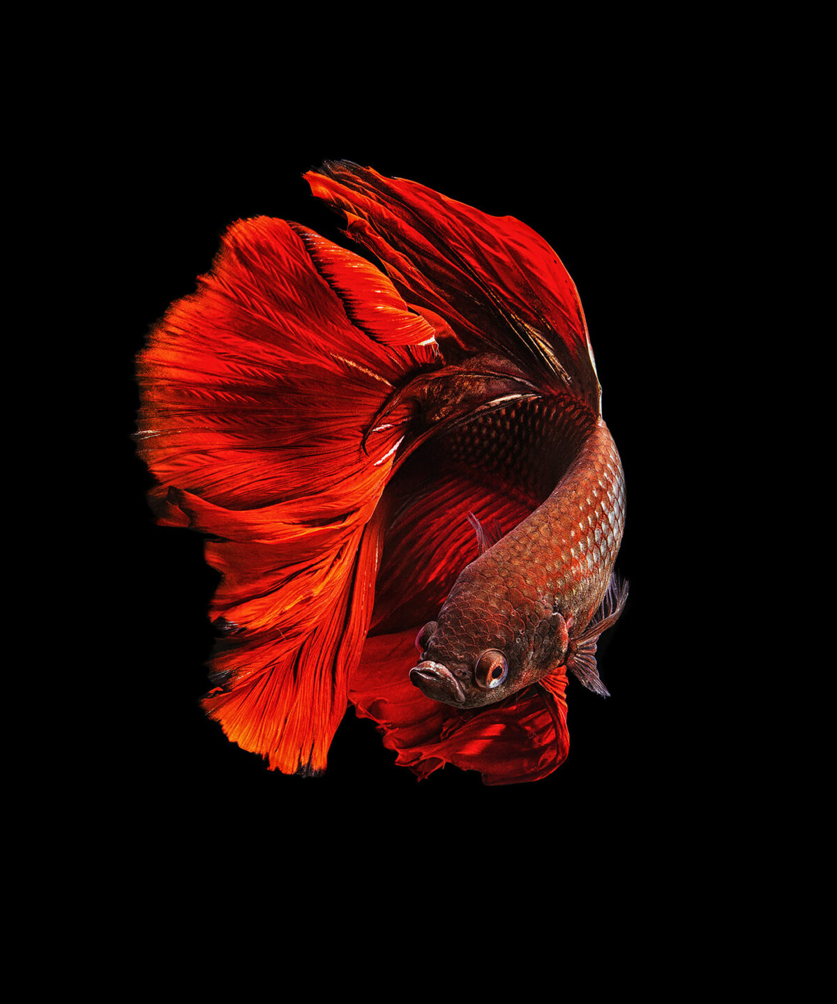 Marvelous Betta Fish Photography By Andi Halil (4)