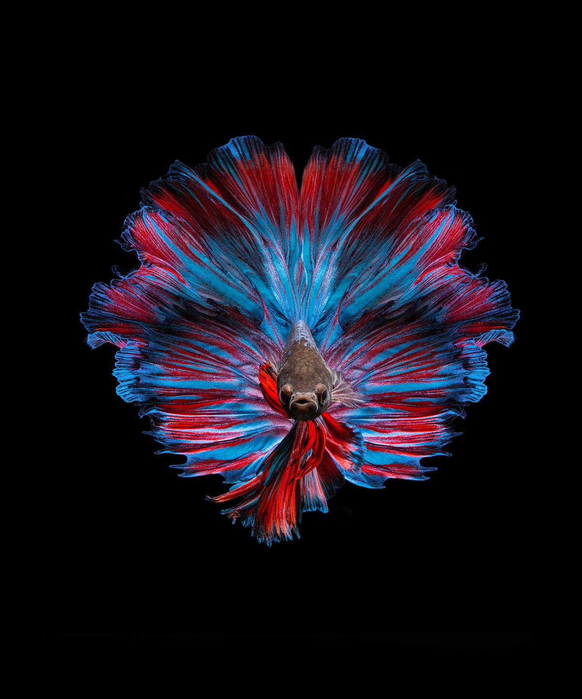 Marvelous Betta Fish Photography By Andi Halil (7)