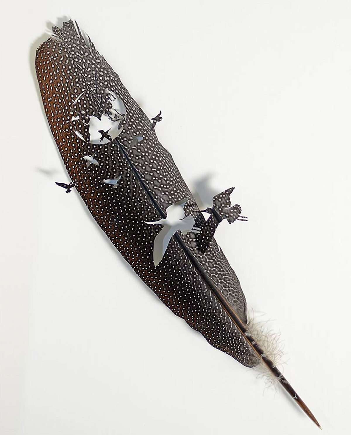 The Intricate Art Carved Out Of Feathers Of Chris Maynard (10)