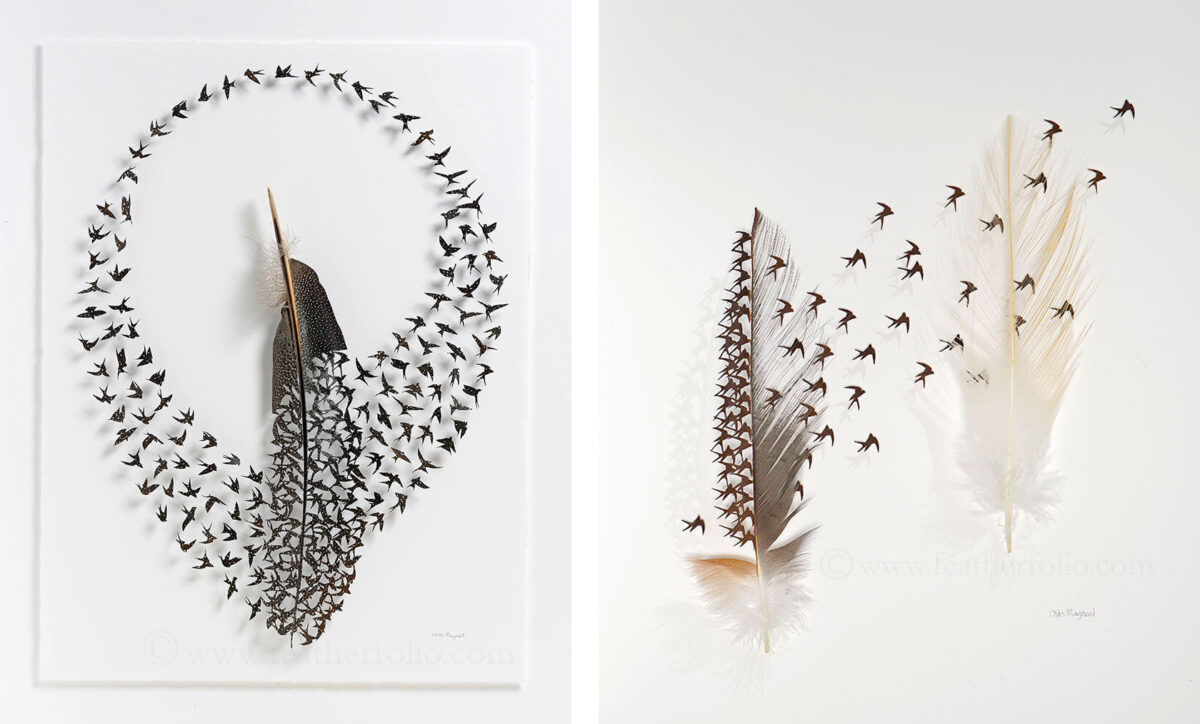 The Intricate Art Carved Out Of Feathers Of Chris Maynard (5)