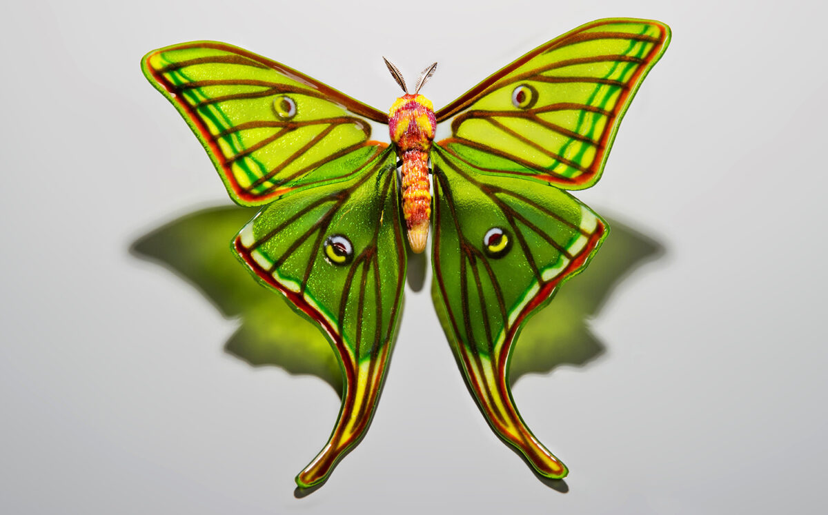 Spanish Moon Moth Fascinating Glass Sculptures Of Rare And Endangered Butterfly Species By Laura Hart