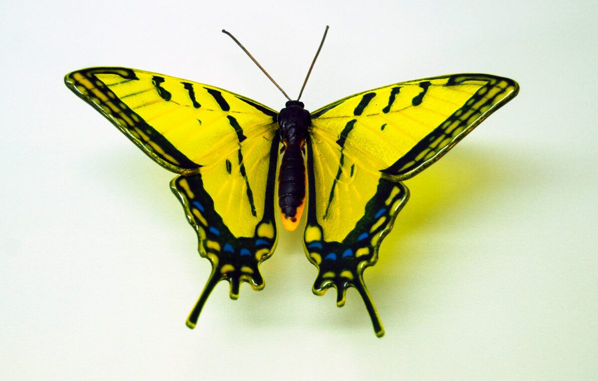 Attacus Atlas Fascinating Glass Sculptures Of Rare And Endangered Butterfly Species By Laura Hart