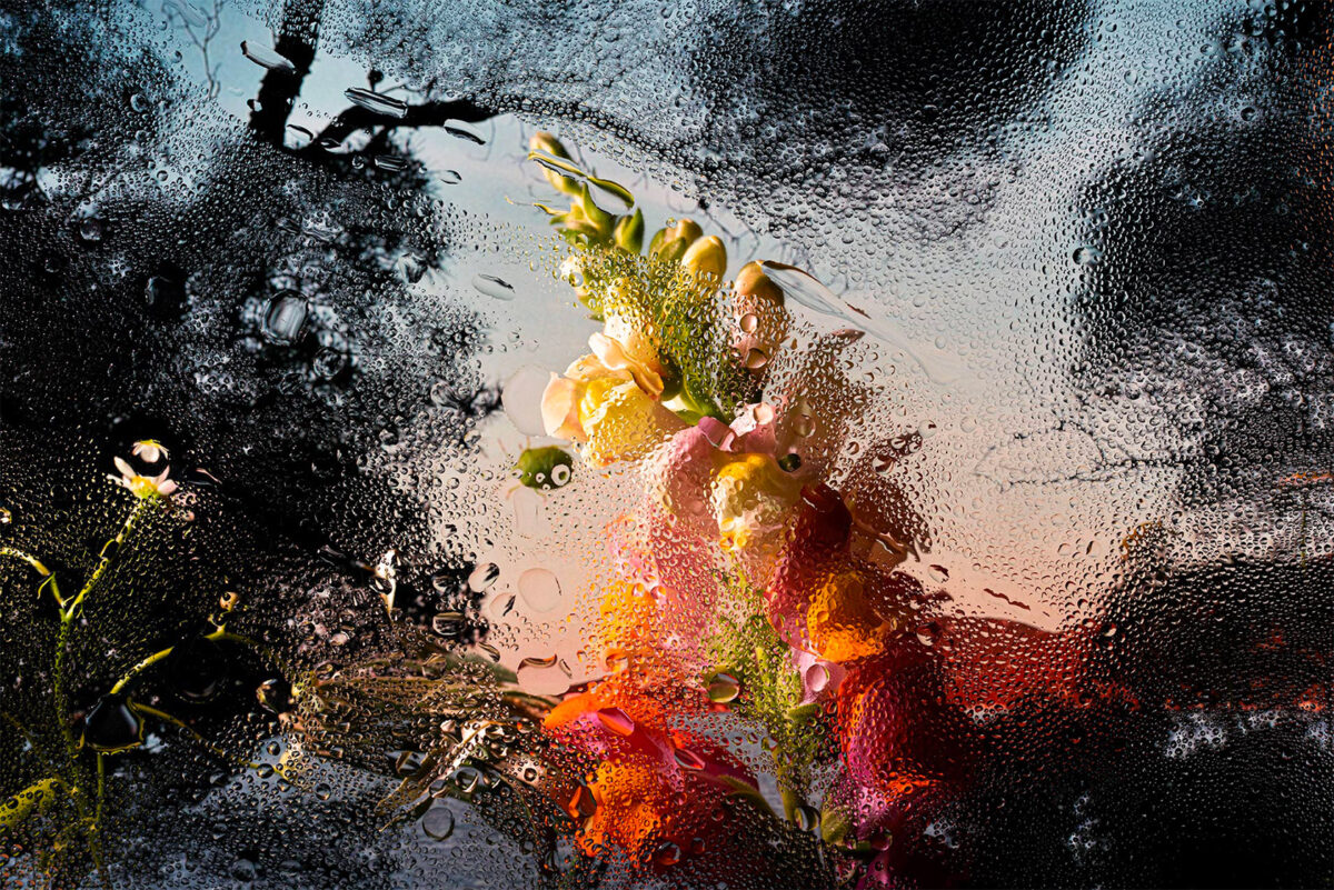 Inside A Gorgeous Floral Photography Series By Davy Evans (11)