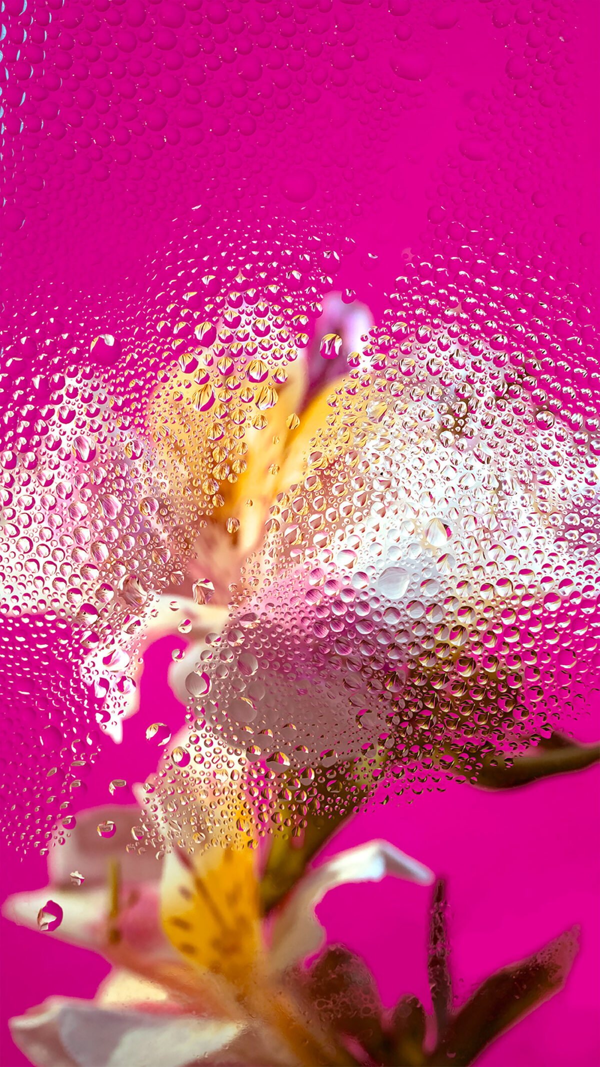Inside A Gorgeous Floral Photography Series By Davy Evans (23)