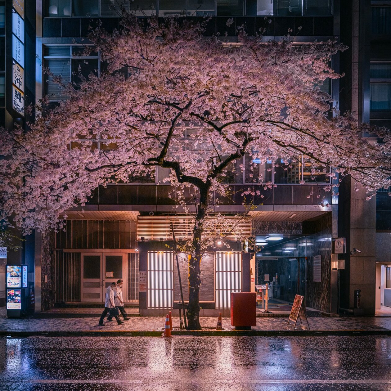 Tokyo in the Rain: Spring Scene, a fascinating photography series of Tokyo streets by Kenta Hayashi