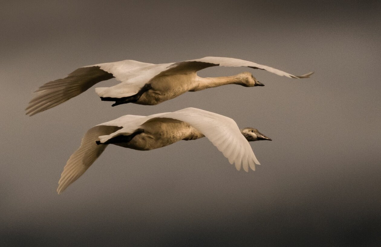 Flying With Swans A Poetic Fine Art Photography Series By Darrel Rhea 1