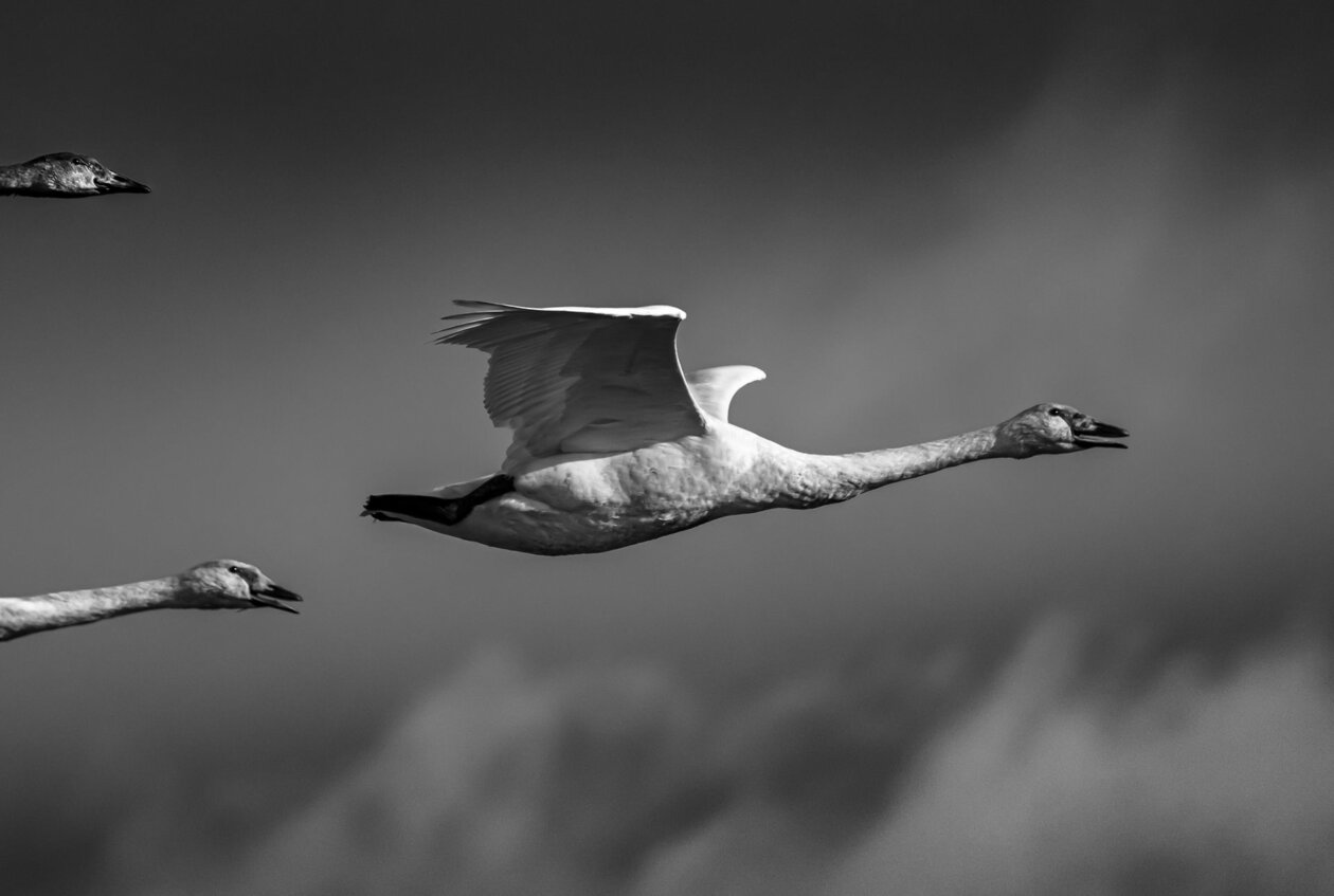 Flying With Swans A Poetic Fine Art Photography Series By Darrel Rhea 3