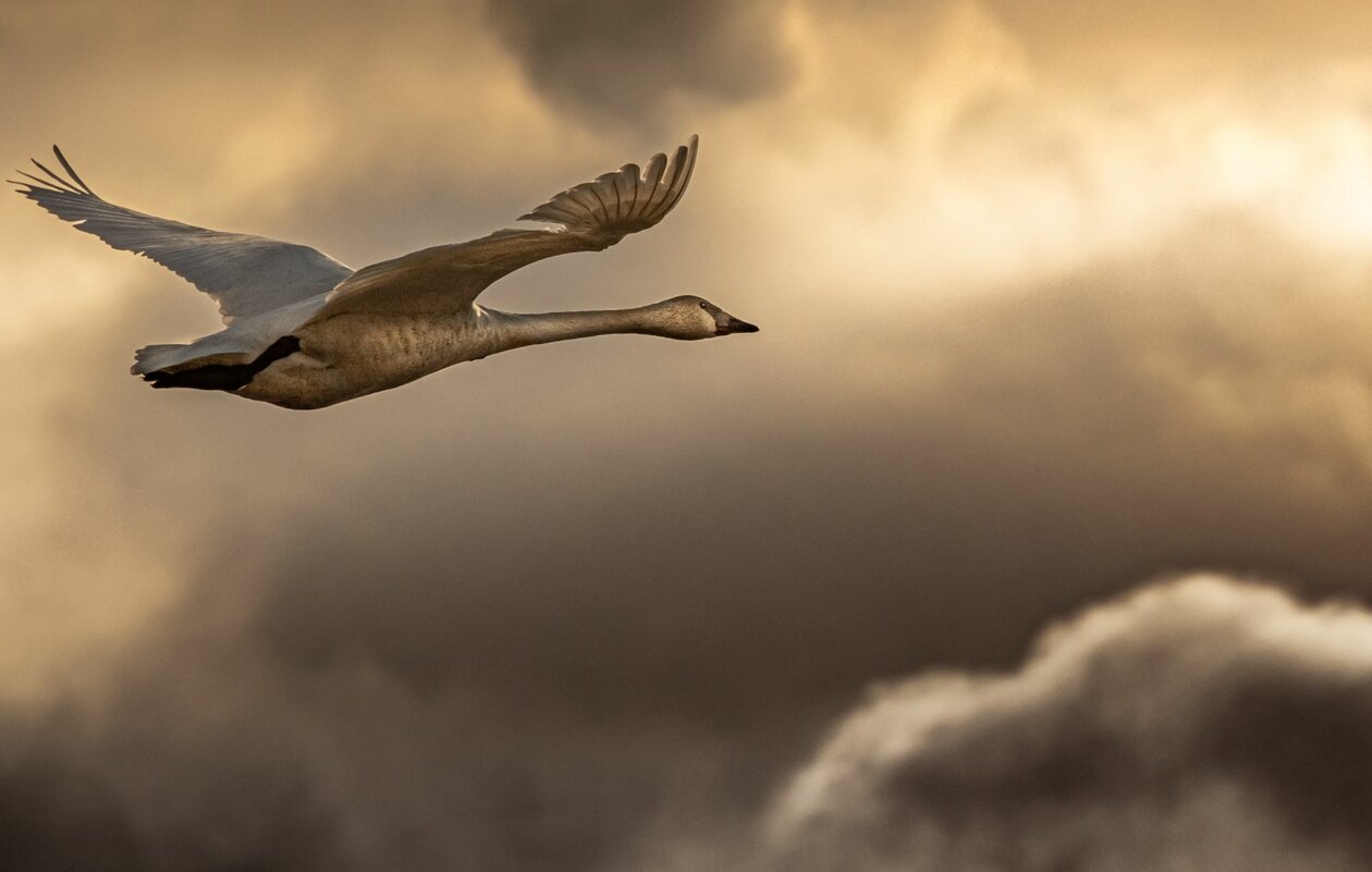 Flying With Swans A Poetic Fine Art Photography Series By Darrel Rhea 4