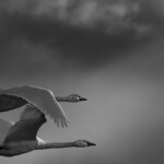 Flying With Swans A Poetic Fine Art Photography Series By Darrel Rhea 5