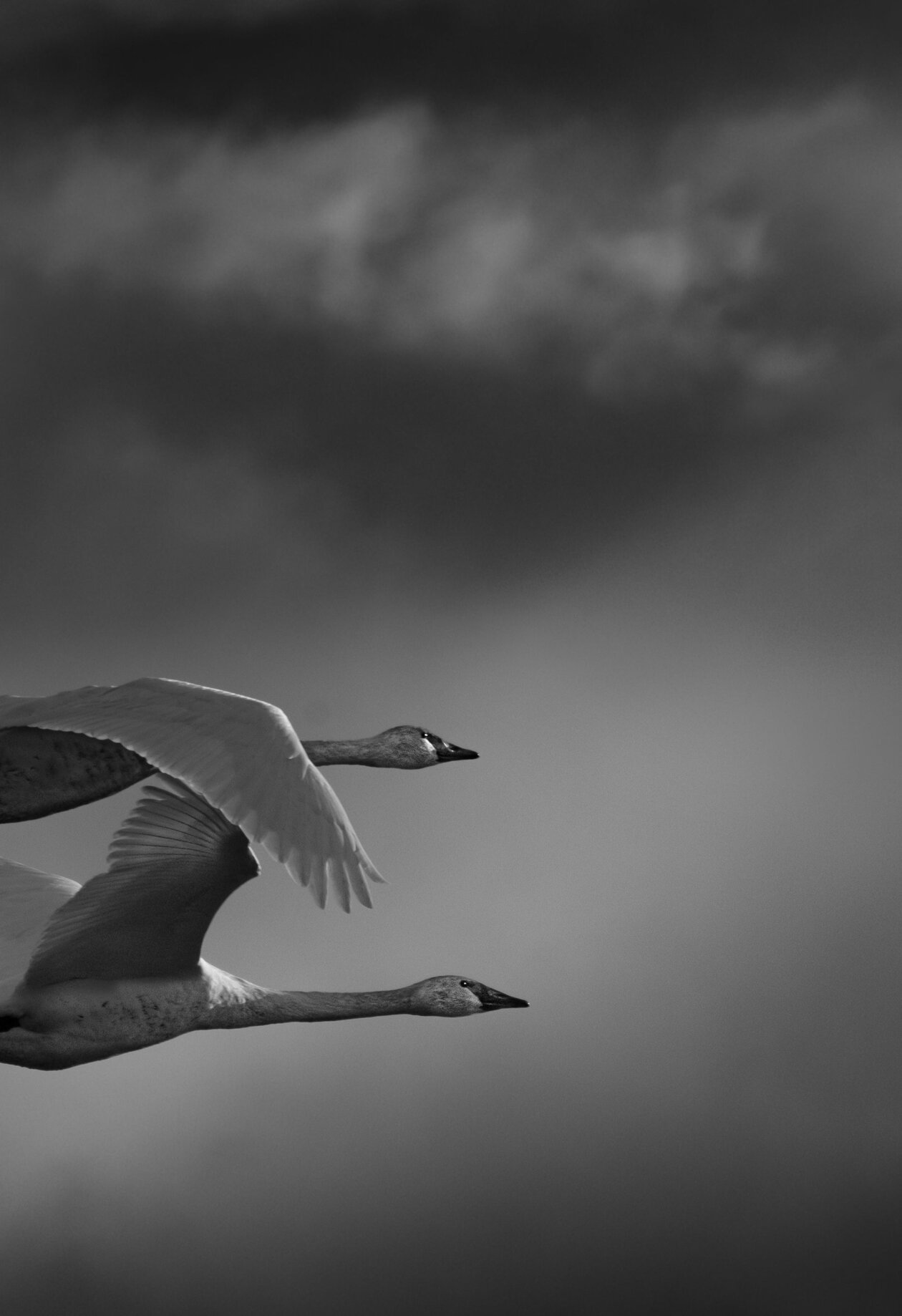 Flying With Swans A Poetic Fine Art Photography Series By Darrel Rhea 5