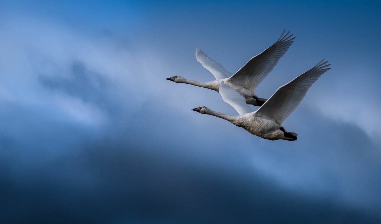 Flying With Swans A Poetic Fine Art Photography Series By Darrel Rhea 6