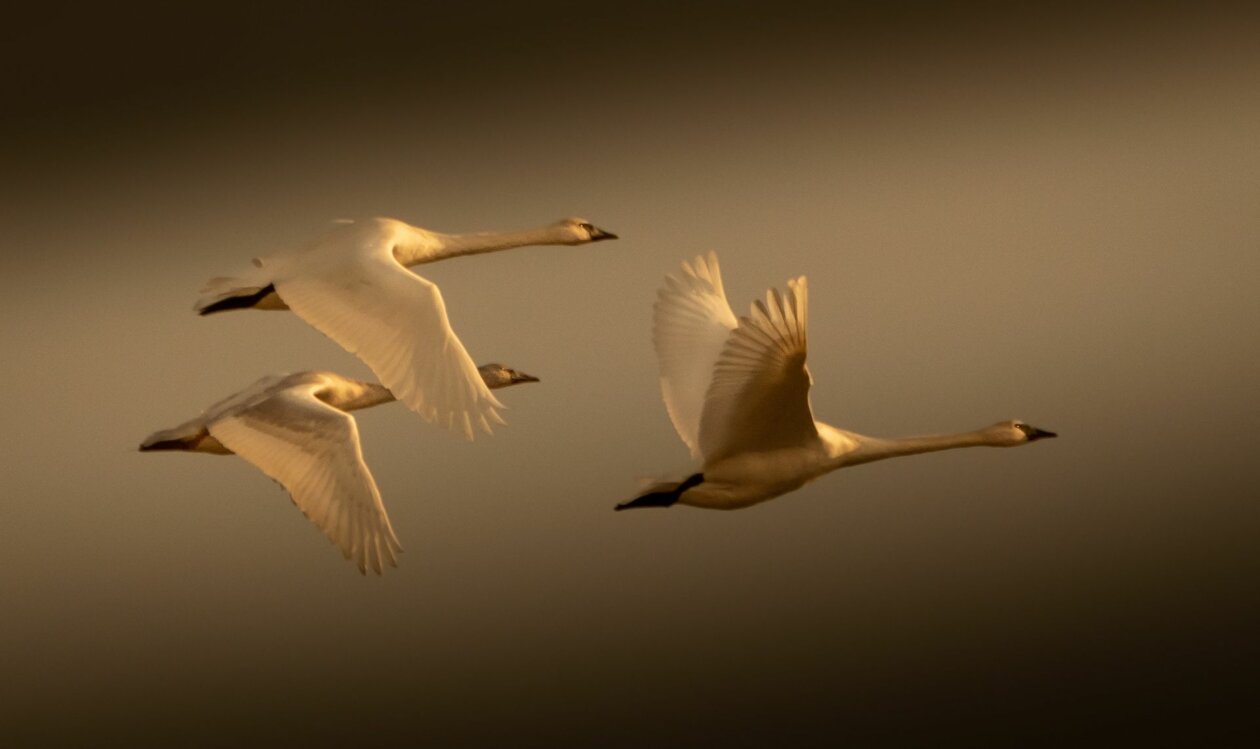 Flying With Swans A Poetic Fine Art Photography Series By Darrel Rhea 7