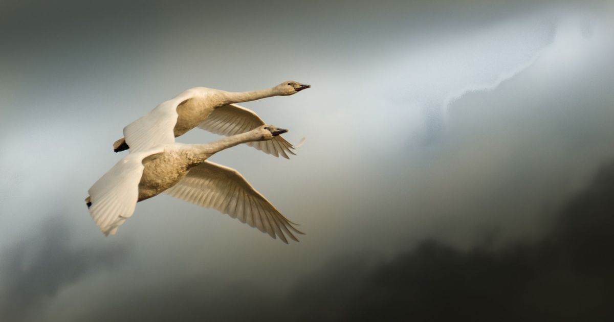 Flying With Swans A Poetic Fine Art Photography Series By Darrel Rhea 3