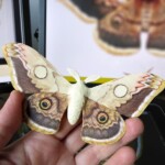 Song Of The Butterfly, Impressively Realistic Butterfly Wood Sculptures By Eyal Holtzman (14)