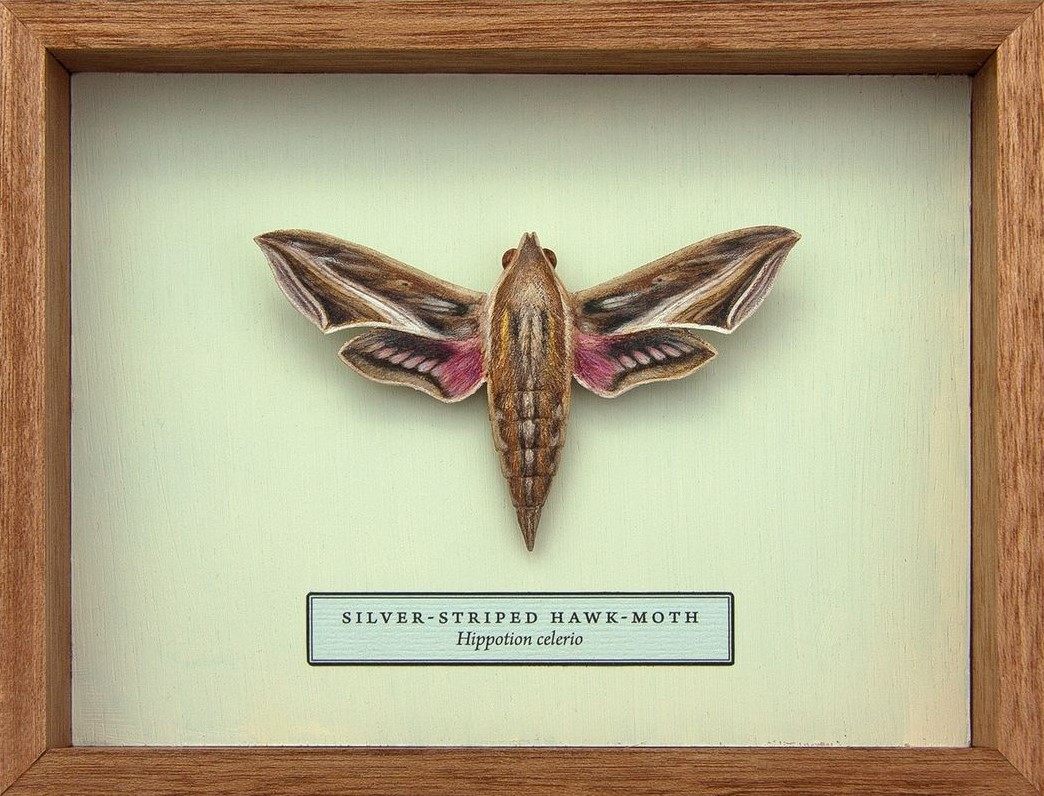Song Of The Butterfly, Impressively Realistic Butterfly Wood Sculptures By Eyal Holtzman (16)
