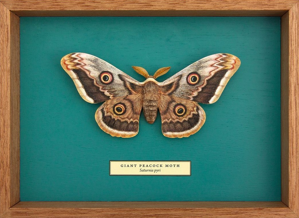 Song Of The Butterfly, Impressively Realistic Butterfly Wood Sculptures By Eyal Holtzman (1)