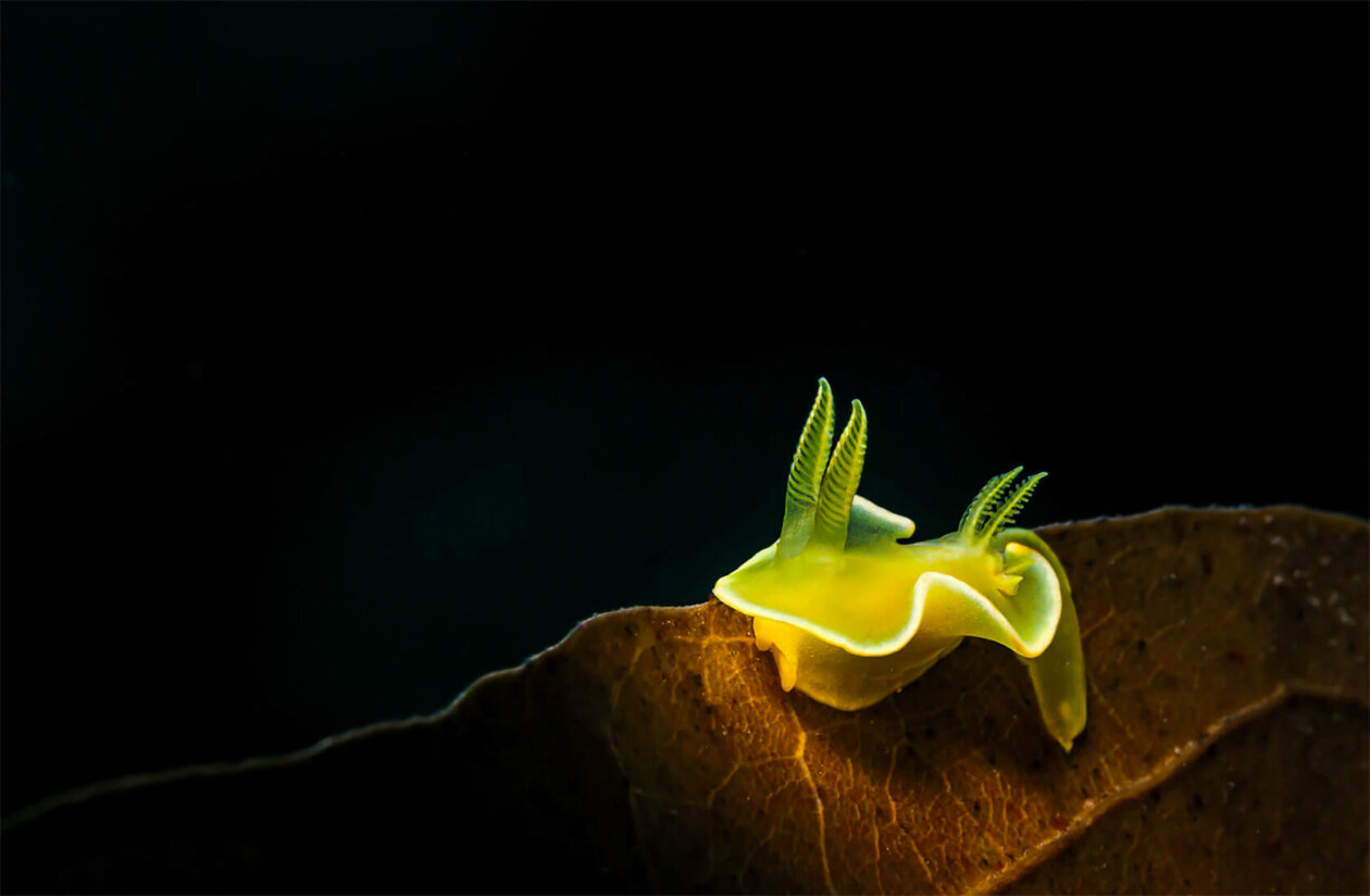 Nudibranchs Gorgeous Pictures Of Sea Slugs By Andrey Savin 10