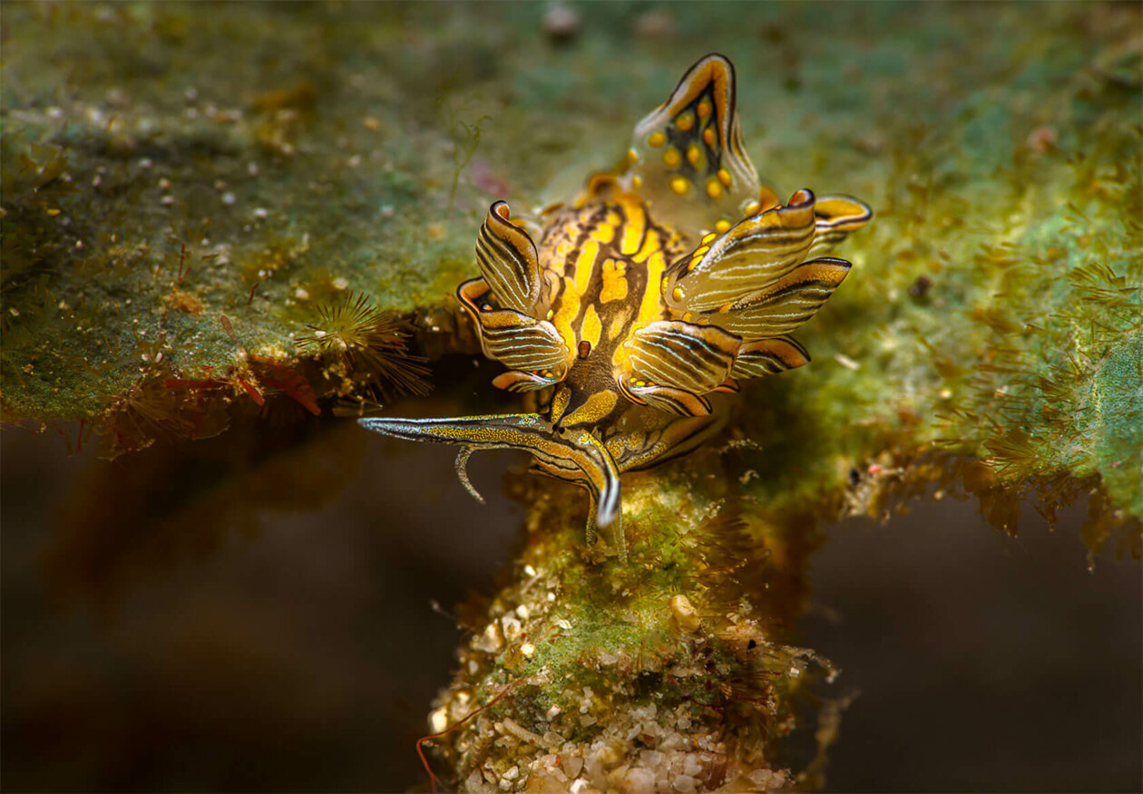 Nudibranchs Gorgeous Pictures Of Sea Slugs By Andrey Savin 11