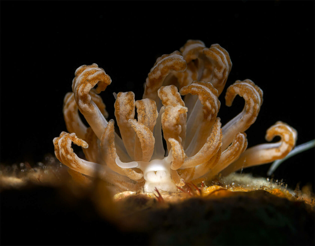 Nudibranchs Gorgeous Pictures Of Sea Slugs By Andrey Savin 13