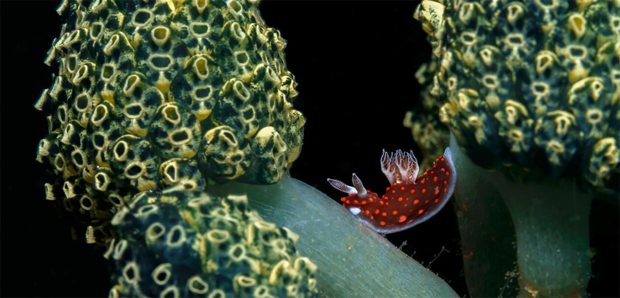 Nudibranchs Gorgeous Pictures Of Sea Slugs By Andrey Savin 14