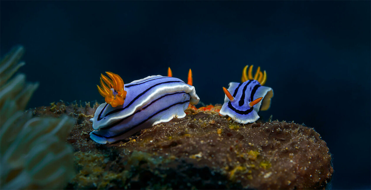 Nudibranchs Gorgeous Pictures Of Sea Slugs By Andrey Savin 16