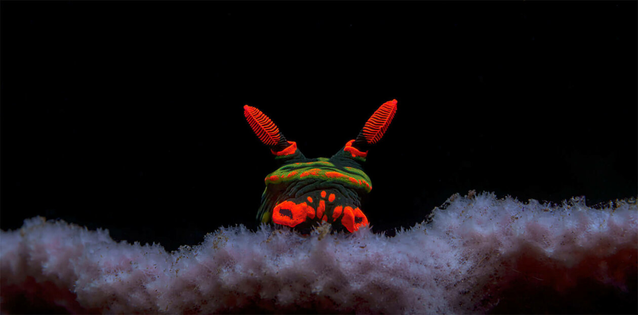 Nudibranchs Gorgeous Pictures Of Sea Slugs By Andrey Savin 19