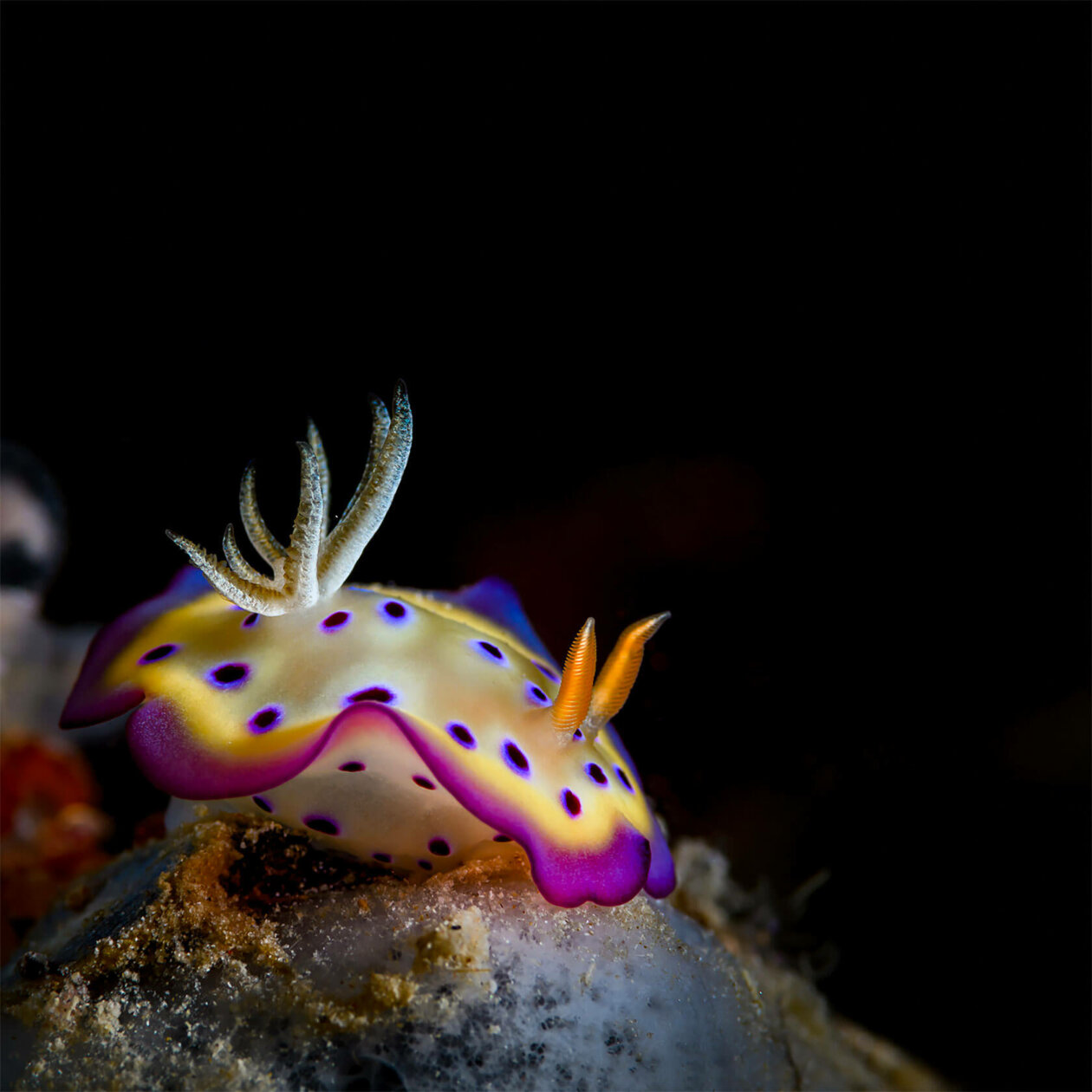Nudibranchs Gorgeous Pictures Of Sea Slugs By Andrey Savin 2