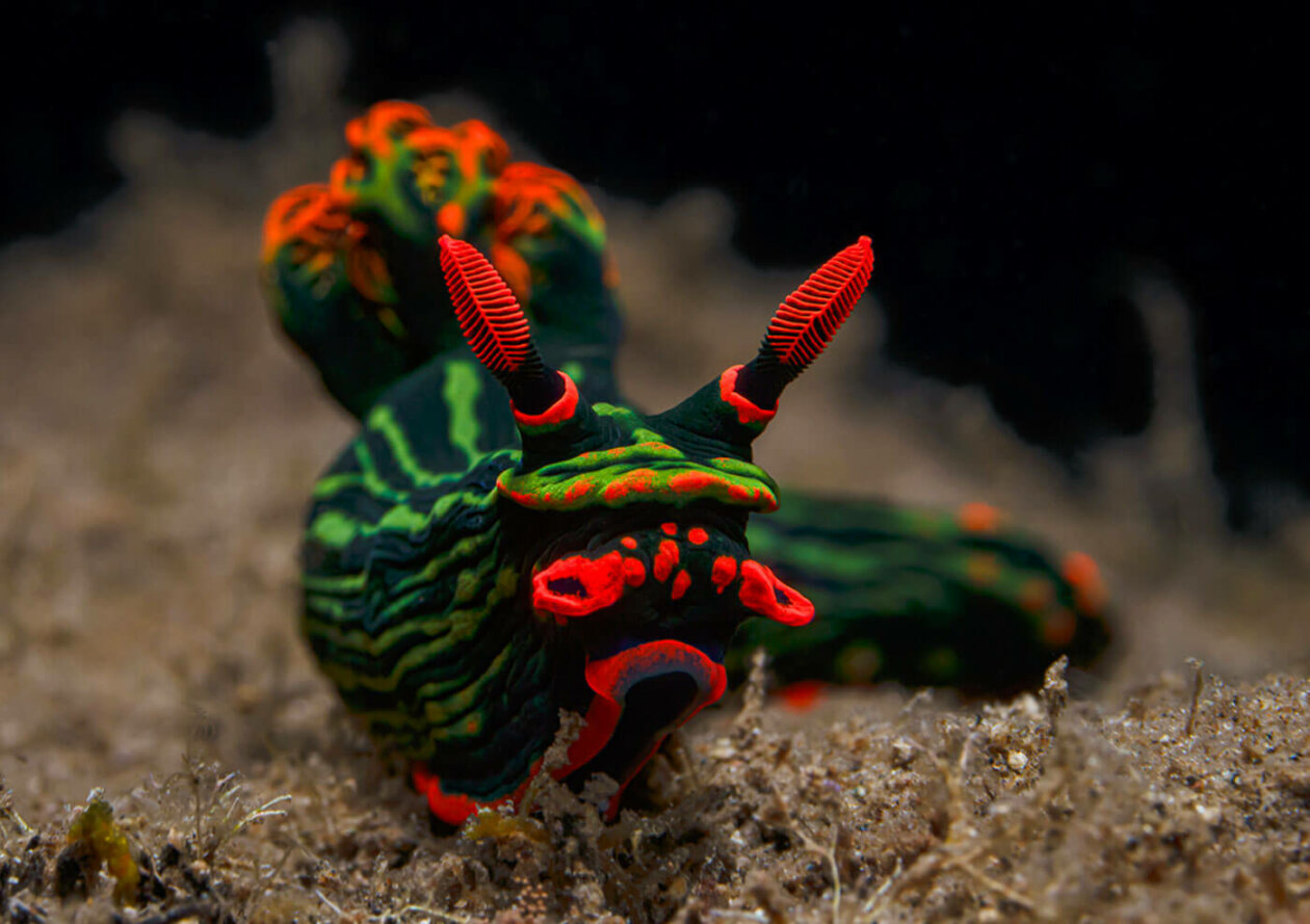 Nudibranchs Gorgeous Pictures Of Sea Slugs By Andrey Savin 20