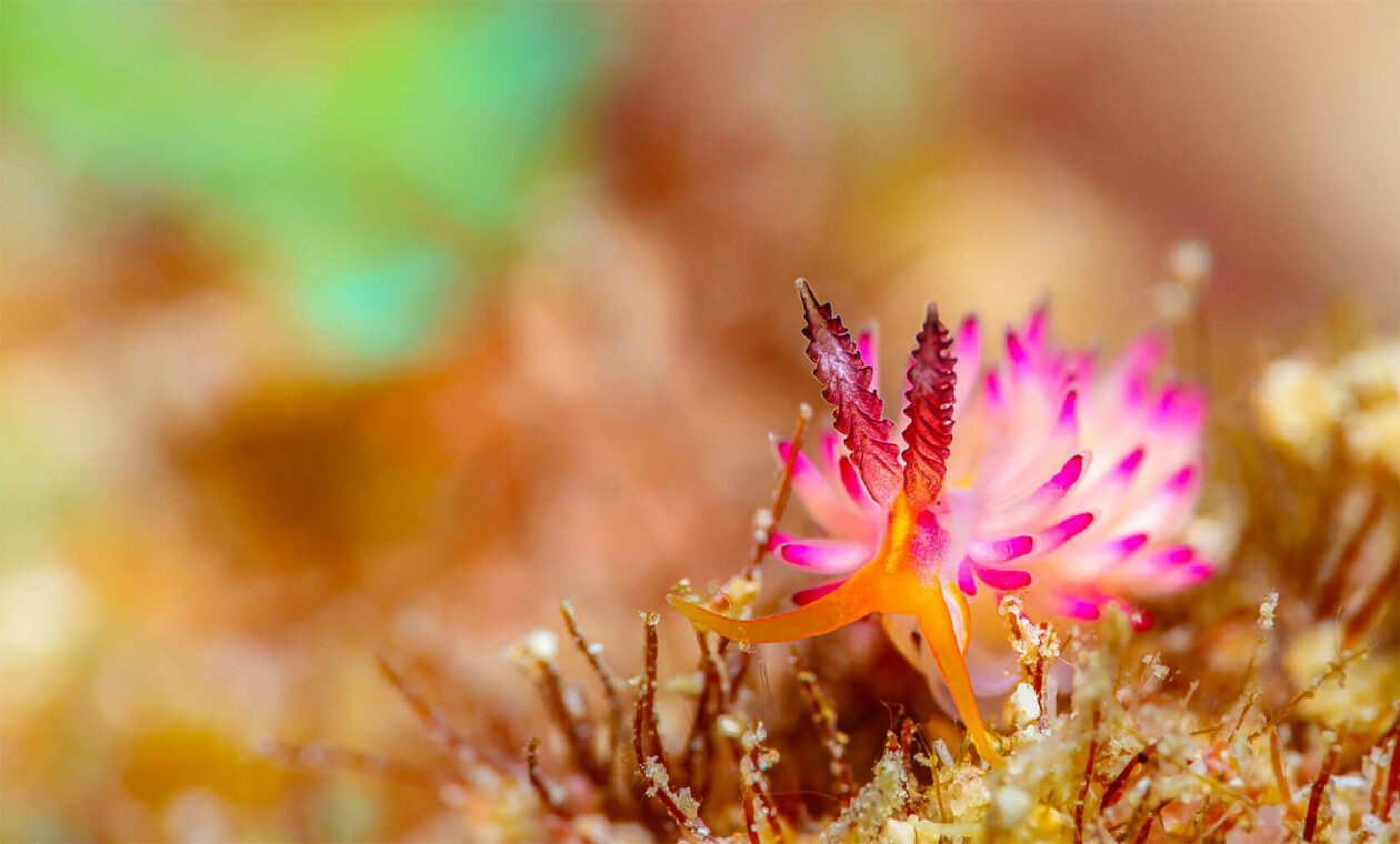 Nudibranchs Gorgeous Pictures Of Sea Slugs By Andrey Savin 3
